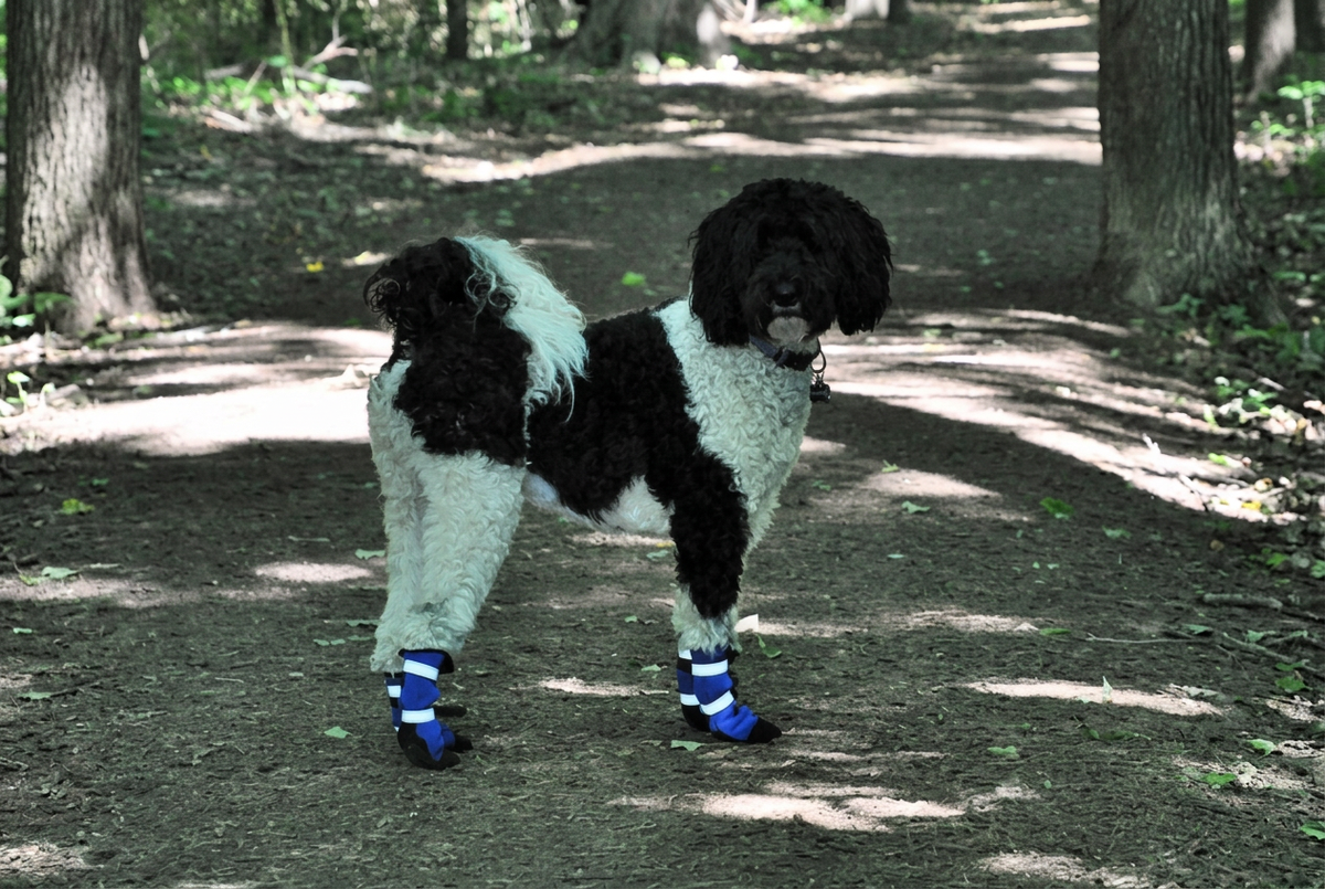 Dog wearing blue boots with wider framing and improved clarity